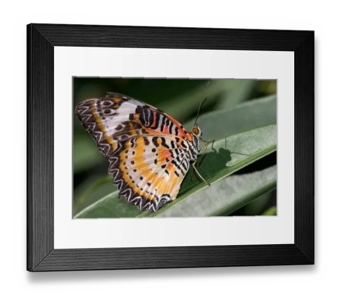Framed Print : A lacewing butterfly at the Butterfly Farm on St. Martin Framed Print : A lacewing butterfly at the Butterfly Farm on St. Martin