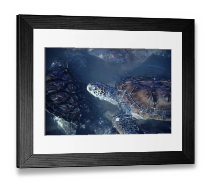 Framed Print : Caribbean: Cayman Islands, Grand Cayman Island, turtle farm, green sea turtles Framed Print : Caribbean: Cayman Islands, Grand Cayman Island, turtle farm, green sea turtles