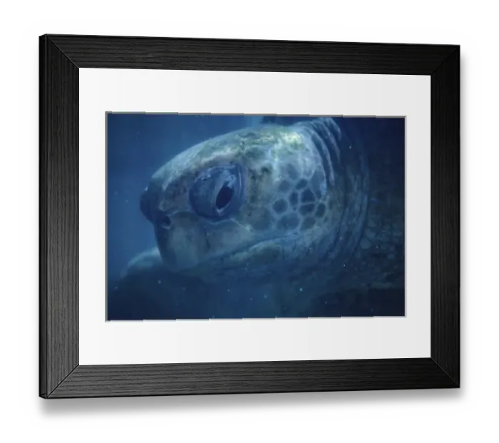 Framed Print : Caribbean: Cayman Islands, Grand Cayman Island, turtle farm, green sea turtle ( Chelonia Framed Print : Caribbean: Cayman Islands, Grand Cayman Island, turtle farm, green sea turtle ( Chelonia