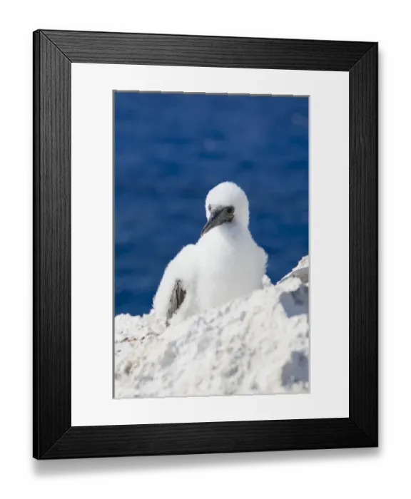 Framed Print : Brown Booby chick, Cayman Brac, Cayman Islands, Caribbean Framed Print : Brown Booby chick, Cayman Brac, Cayman Islands, Caribbean
