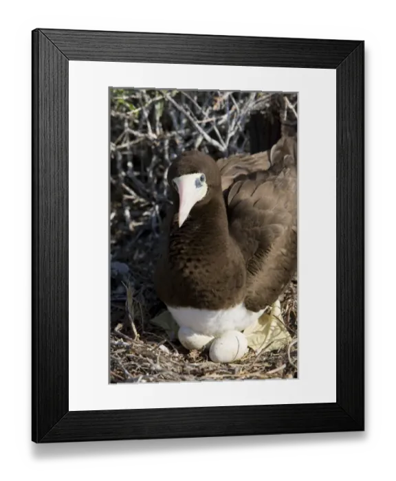 Framed Print : Brown Booby nesting with eggs, Cayman Brac, Cayman Islands, Caribbean Framed Print : Brown Booby nesting with eggs, Cayman Brac, Cayman Islands, Caribbean