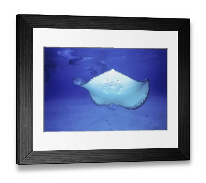 Framed Print : 02. Cayman Islands, Grand Cayman, Stingray at Stingray City dive site Framed Print : 02. Cayman Islands, Grand Cayman, Stingray at Stingray City dive site