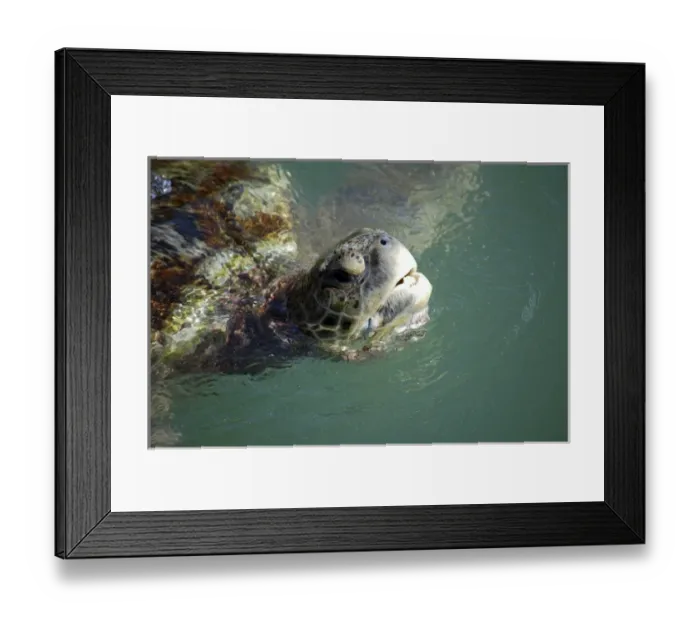 Framed Print : Adult turtles at Boatswains Beach, Grand Cayman, Cayman Island Framed Print : Adult turtles at Boatswains Beach, Grand Cayman, Cayman Island
