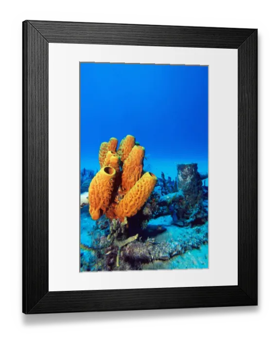 Framed Print : Carribbean, Cayman Islands, Yellow tube sponges on the Cayman Mariner Framed Print : Carribbean, Cayman Islands, Yellow tube sponges on the Cayman Mariner