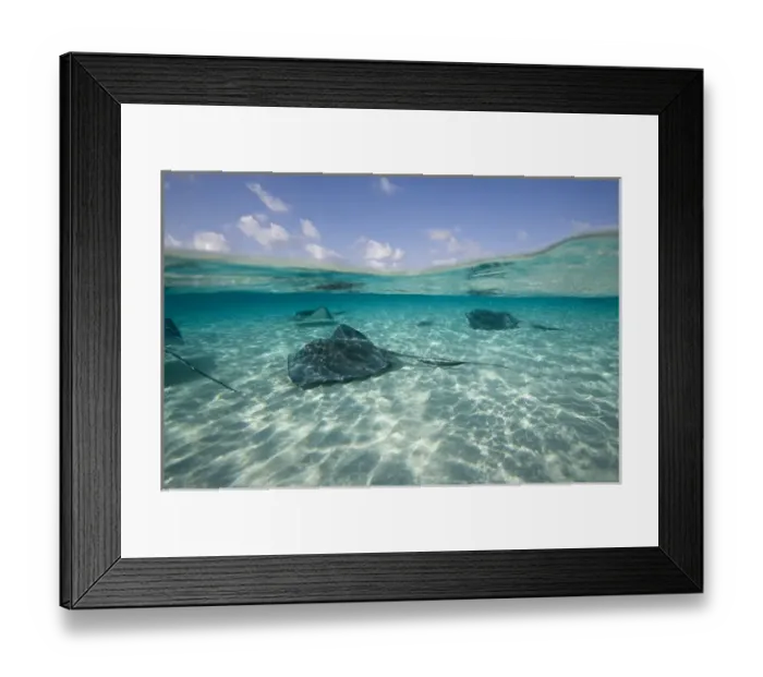 Framed Print : Cayman Islands, Grand Cayman Island, Underwater view of Southern Stingray (Dasyatis