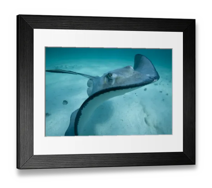 Framed Print : Cayman Islands, Grand Cayman Island, Underwater view of Southern Stingray (Dasyatis Framed Print : Cayman Islands, Grand Cayman Island, Underwater view of Southern Stingray (Dasyatis