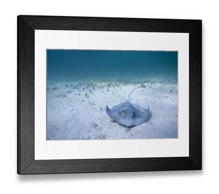 Framed Print : Cayman Islands, Grand Cayman Island, Underwater view of Southern Stingray (Dasyatis Framed Print : Cayman Islands, Grand Cayman Island, Underwater view of Southern Stingray (Dasyatis