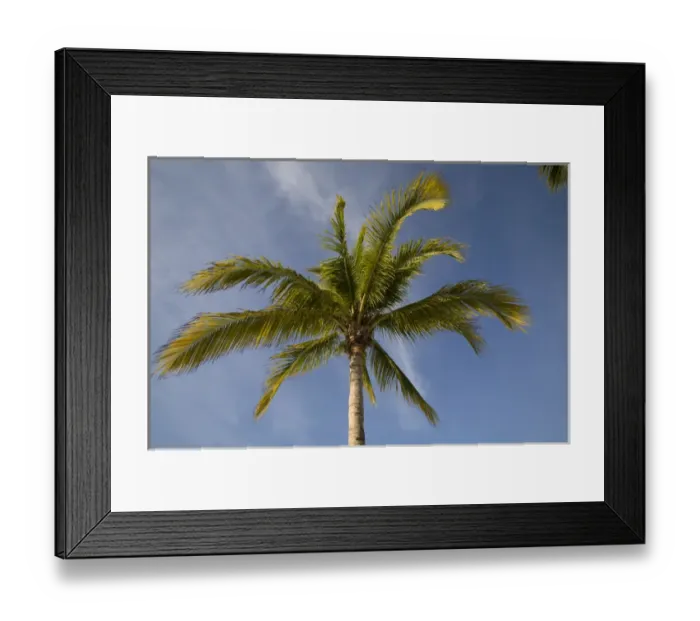 Framed Print : Cayman Islands, Little Cayman Island, Morning sun lights palm tree along white sand Framed Print : Cayman Islands, Little Cayman Island, Morning sun lights palm tree along white sand