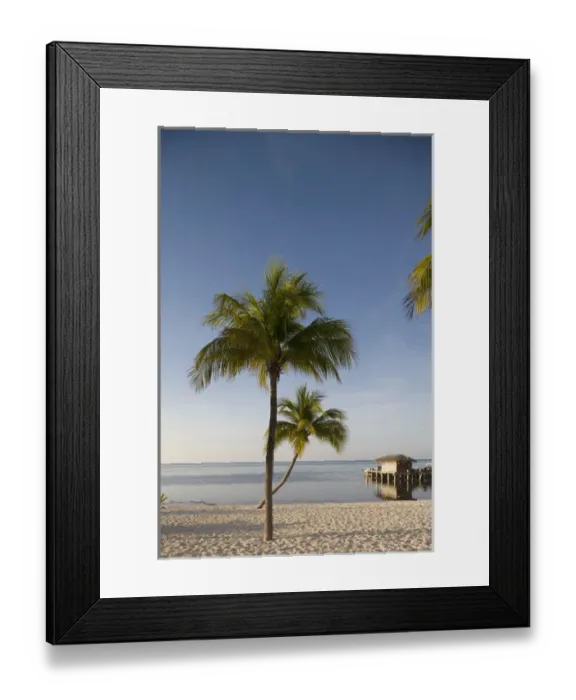 Framed Print : Cayman Islands, Little Cayman Island, Morning sun lights palm tree along white sand Framed Print : Cayman Islands, Little Cayman Island, Morning sun lights palm tree along white sand