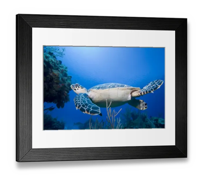 Framed Print : Cayman Islands, Little Cayman Island, Underwater view of Hawksbill Turtle (Eretmochelys Framed Print : Cayman Islands, Little Cayman Island, Underwater view of Hawksbill Turtle (Eretmochelys