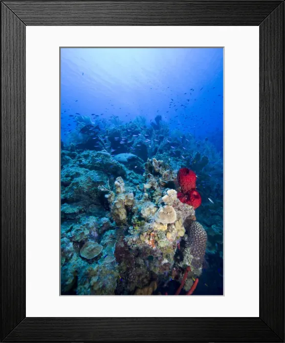 Framed Print : Cayman Islands, Little Cayman Island, Underwater view of Coral reef along Bloody Bay Wall