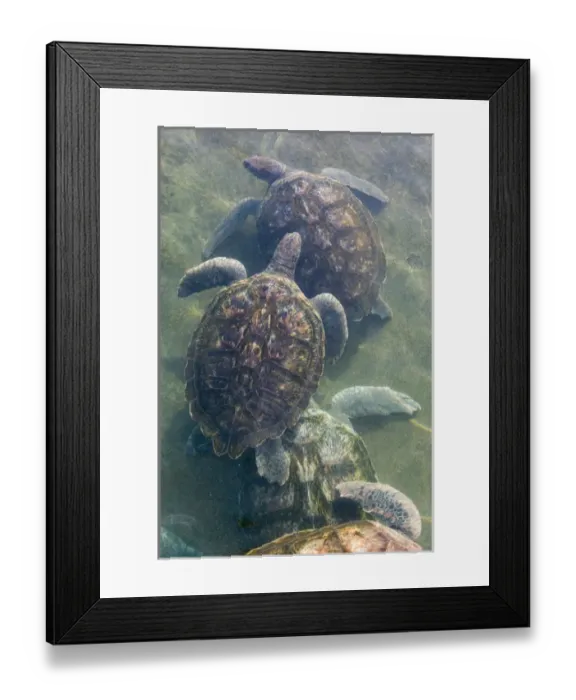 Framed Print : CAYMAN ISLANDS - GRAND CAYMAN - North Grand Cayman: Sea Turtles at the Island Sea