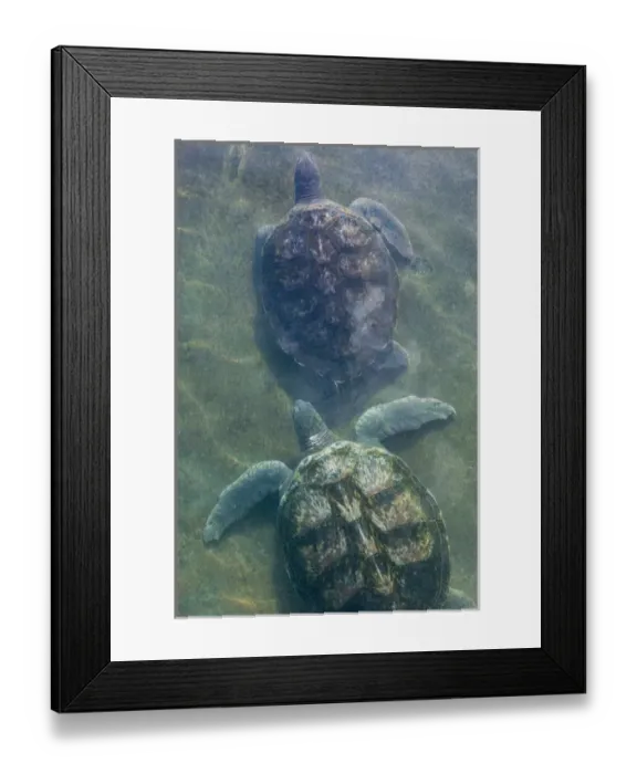 Framed Print : CAYMAN ISLANDS - GRAND CAYMAN - North Grand Cayman: Sea Turtles at the Island Sea
