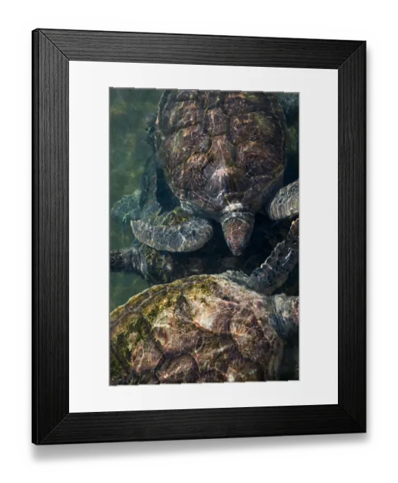 Framed Print : CAYMAN ISLANDS - GRAND CAYMAN - North Grand Cayman: Sea Turtles at the Island Sea