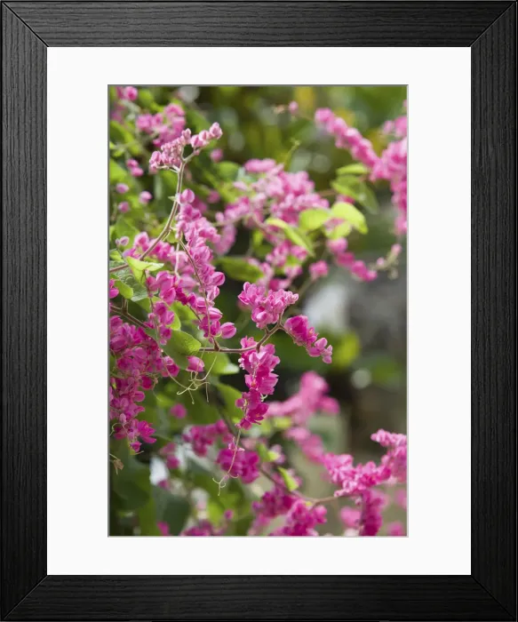 Framed Print : CAYMAN ISLANDS - GRAND CAYMAN - Frank Sound: Queen Elizabeth 2 Botanic Park - Mexican Creeper