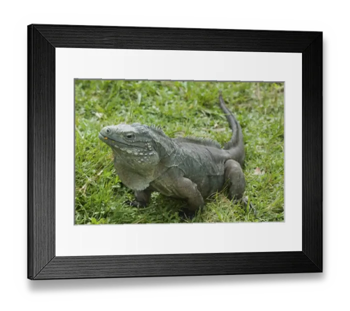 Framed Print : CAYMAN ISLANDS - GRAND CAYMAN - Frank Sound: Queen Elizabeth 2 Botanic Park - Iguana