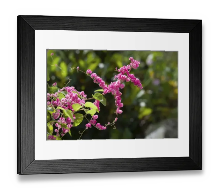 Framed Print : CAYMAN ISLANDS - GRAND CAYMAN - Frank Sound: Queen Elizabeth 2 Botanic Park - Mexican Creeper