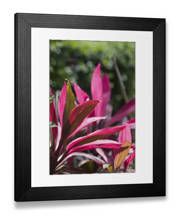 Framed Print : CAYMAN ISLANDS - GRAND CAYMAN - Frank Sound: Queen Elizabeth 2 Botanic Park - Vinca Rosea