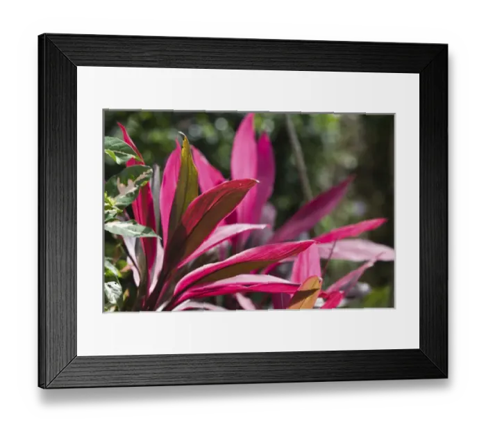 Framed Print : CAYMAN ISLANDS - GRAND CAYMAN - Frank Sound: Queen Elizabeth 2 Botanic Park - Vinca Rosea