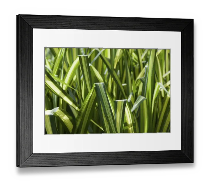 Framed Print : CAYMAN ISLANDS - GRAND CAYMAN - Frank Sound: Queen Elizabeth 2 Botanic Park - Tropical