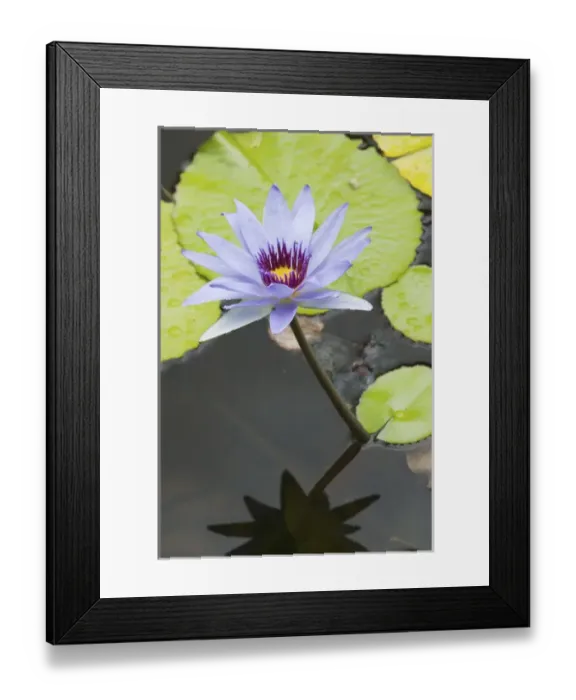 Framed Print : CAYMAN ISLANDS - GRAND CAYMAN - Frank Sound: Queen Elizabeth 2 Botanic Park - Lilly Pond