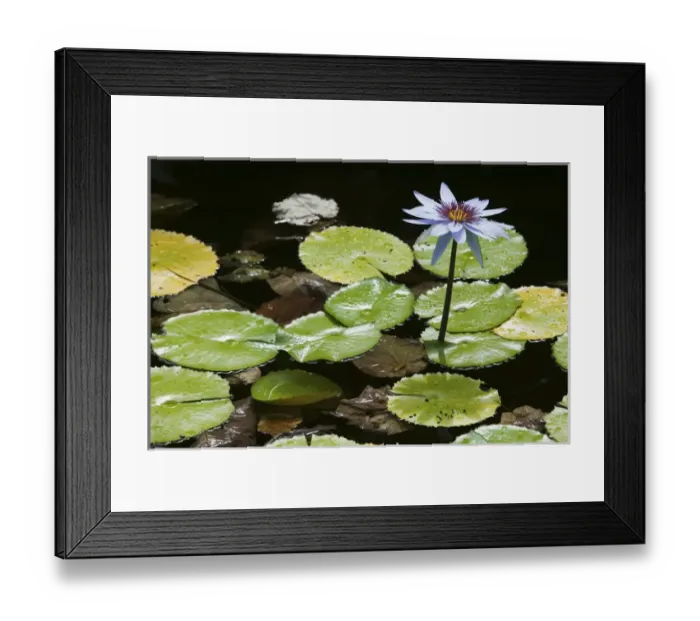Framed Print : CAYMAN ISLANDS - GRAND CAYMAN - Frank Sound: Queen Elizabeth 2 Botanic Park - Lilly Pond