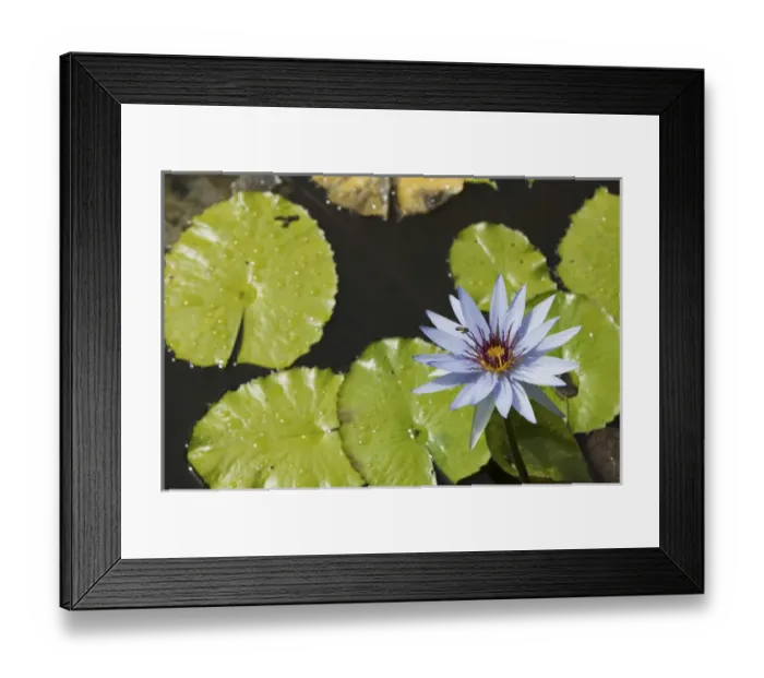 Framed Print : CAYMAN ISLANDS - GRAND CAYMAN - Frank Sound: Queen Elizabeth 2 Botanic Park - Lilly Pond