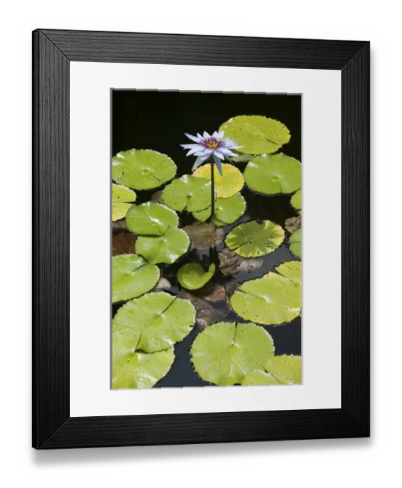 Framed Print : CAYMAN ISLANDS - GRAND CAYMAN - Frank Sound: Queen Elizabeth 2 Botanic Park - Lilly Pond