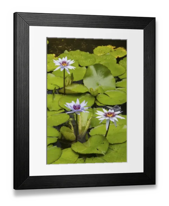 Framed Print : CAYMAN ISLANDS - GRAND CAYMAN - Frank Sound: Queen Elizabeth 2 Botanic Park - Lilly Pond Framed Print : CAYMAN ISLANDS - GRAND CAYMAN - Frank Sound: Queen Elizabeth 2 Botanic Park - Lilly Pond