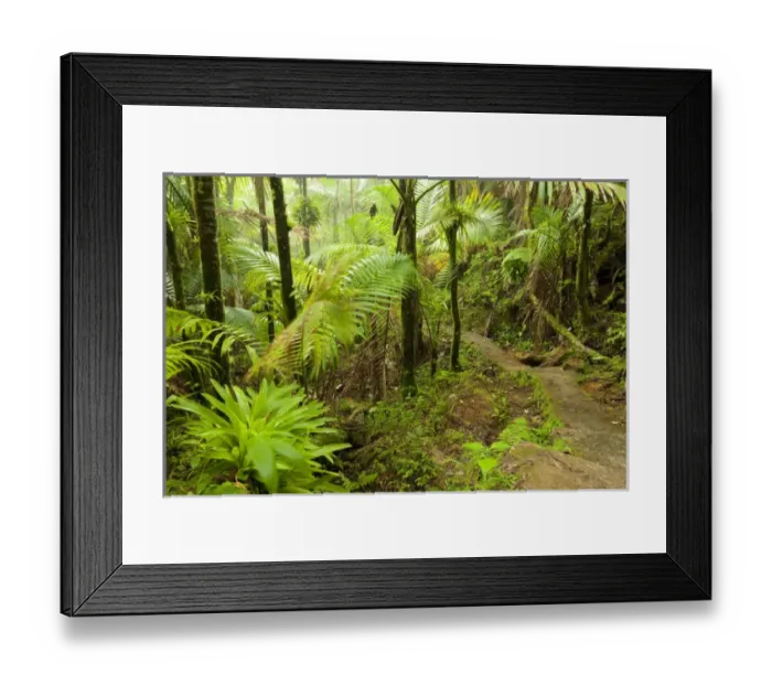 Framed Print : Mt. Britton Lookout trail, El Yunque NF, Puerto Rico