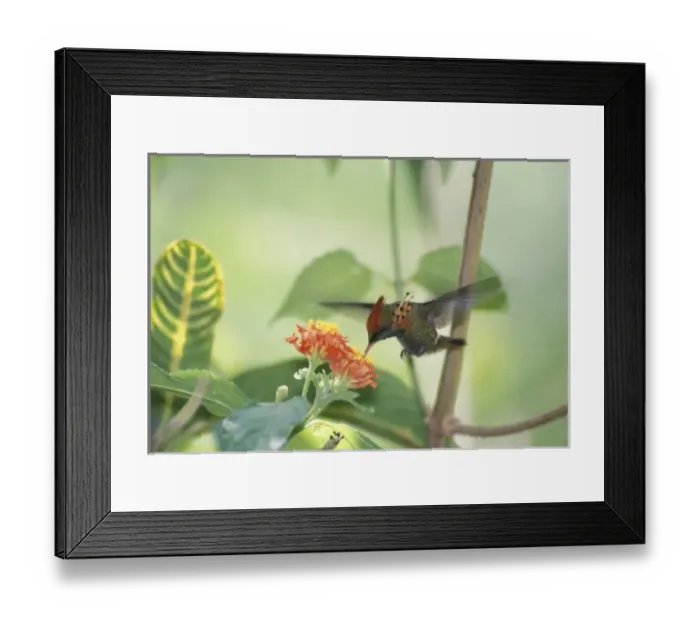 Framed Print : Caribbean, Trinidad & Tobago, Trinidad, Asa Wright Nature Center. Tuffed Coquette Framed Print : Caribbean, Trinidad & Tobago, Trinidad, Asa Wright Nature Center. Tuffed Coquette