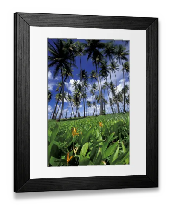 Framed Print : Caribbean, Trinidad, Port of Spain View of Manzanilla Bay Framed Print : Caribbean, Trinidad, Port of Spain View of Manzanilla Bay