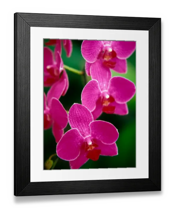 Framed Print : Orchids, Caribbean Framed Print : Orchids, Caribbean