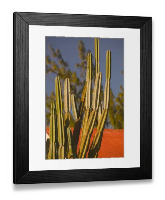 Framed Print : TURKS & CAICOS, Grand Turk Island, Cockburn Town Cactus on Front Street Framed Print : TURKS & CAICOS, Grand Turk Island, Cockburn Town Cactus on Front Street