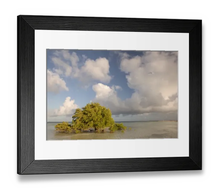 Framed Print : TURKS & CAICOS, Grand Turk Island, Cockburn Town Mangrove tree, North Creek Framed Print : TURKS & CAICOS, Grand Turk Island, Cockburn Town Mangrove tree, North Creek