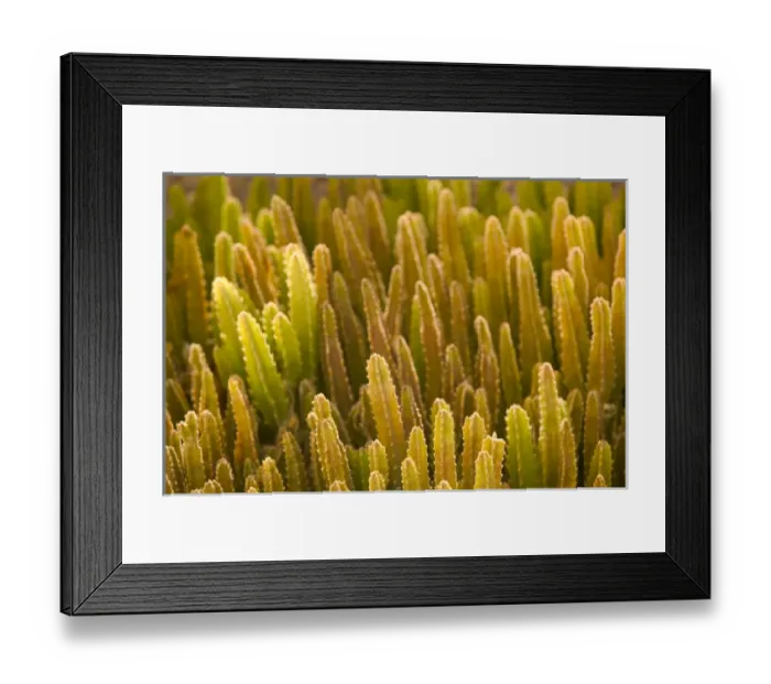 Framed Print : TURKS & CAICOS, Grand Turk Island, Cockburn Town Decorative cactus detail Framed Print : TURKS & CAICOS, Grand Turk Island, Cockburn Town Decorative cactus detail