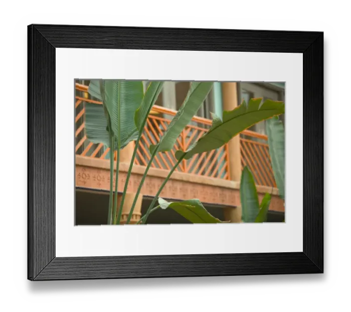 Framed Print : Caribbean, TURKS & CAICOS-Providenciales Island-Grace Bay: Tropical Plants / Hotel Framed Print : Caribbean, TURKS & CAICOS-Providenciales Island-Grace Bay: Tropical Plants / Hotel