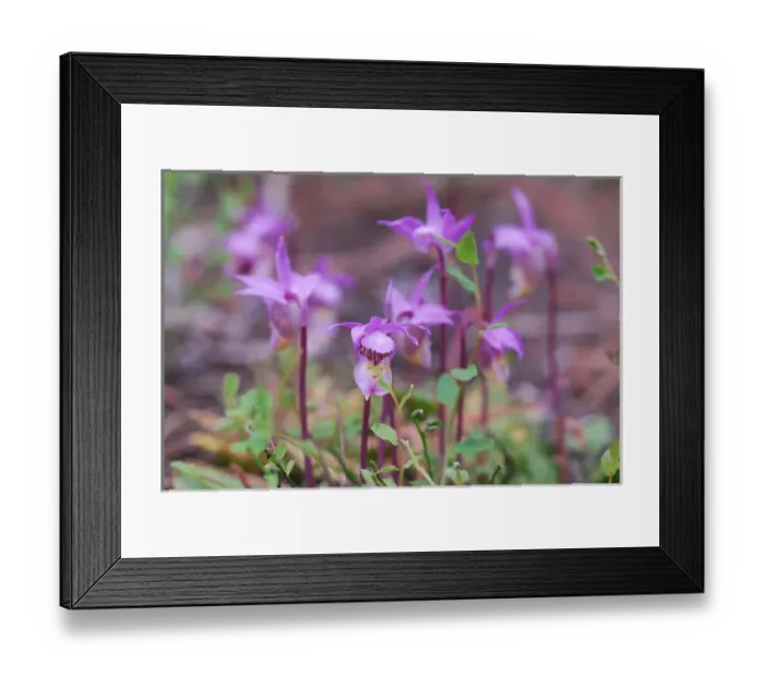 Framed Print : Canada: Alberta, Columbia Icefield Parkway, wildflowers at Sunwapta Falls Framed Print : Canada: Alberta, Columbia Icefield Parkway, wildflowers at Sunwapta Falls