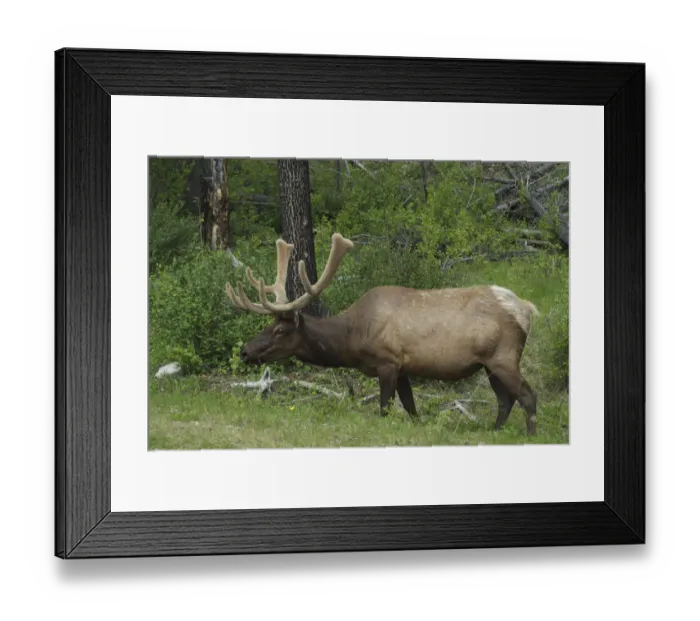 Framed Print : Canada: Alberta, Bow Valley, elk (wapiti is its Indian name, Cervus elaphus)