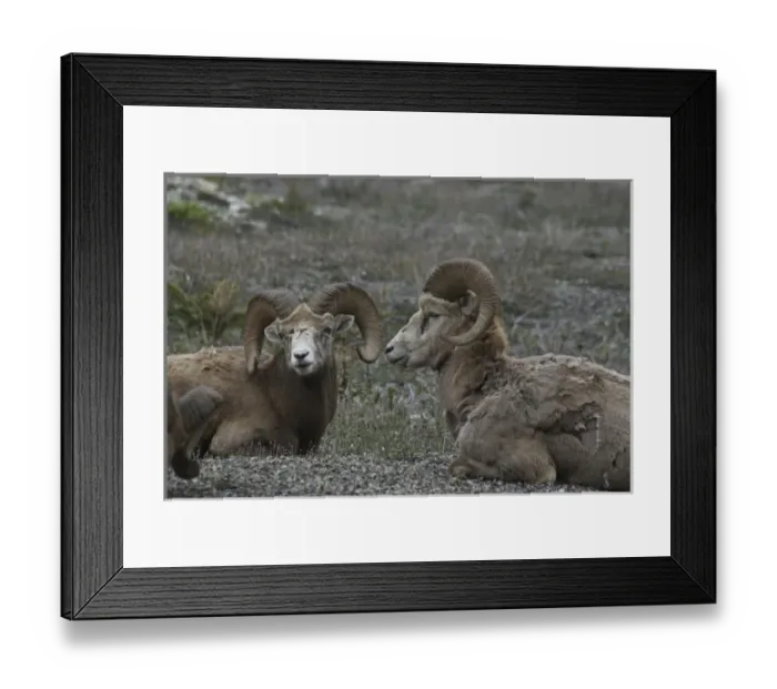 Framed Print : Canada: Alberta, Columbia Icefields Parkway, big-horn sheep (in a herd of 13) Framed Print : Canada: Alberta, Columbia Icefields Parkway, big-horn sheep (in a herd of 13)