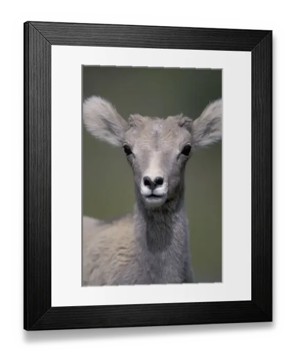 Framed Print : NA, Canada, Alberta, Banff NP Bighorn sheep (Ovis canadensis)
