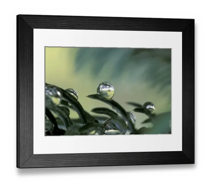 Framed Print : NA, Canada, Jasper NP, Tonquin Valley Raindrop reflection Framed Print : NA, Canada, Jasper NP, Tonquin Valley Raindrop reflection