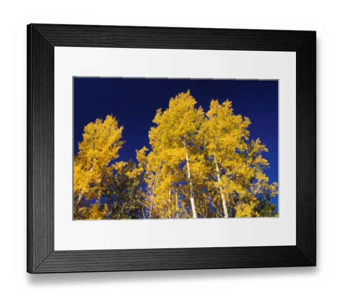 Framed Print : North America, Canada, Alberta, Banff NP, Aspens Framed Print : North America, Canada, Alberta, Banff NP, Aspens