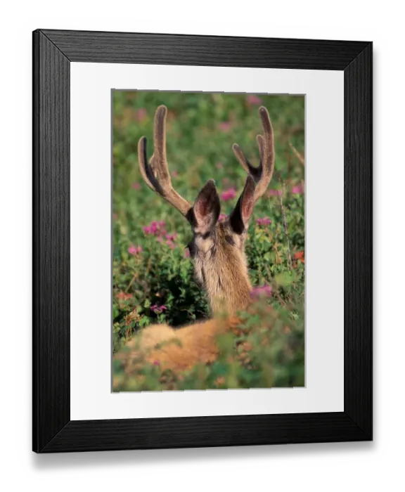 Framed Print : North America, Canada, Alberta, Waterton Lakes NP, Blacktail or Mule deer (Odocoilius
