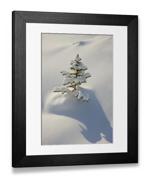 Framed Print : Canada, Alberta, Jasper National Park. A young tree covered with fresh coating of snow Framed Print : Canada, Alberta, Jasper National Park. A young tree covered with fresh coating of snow