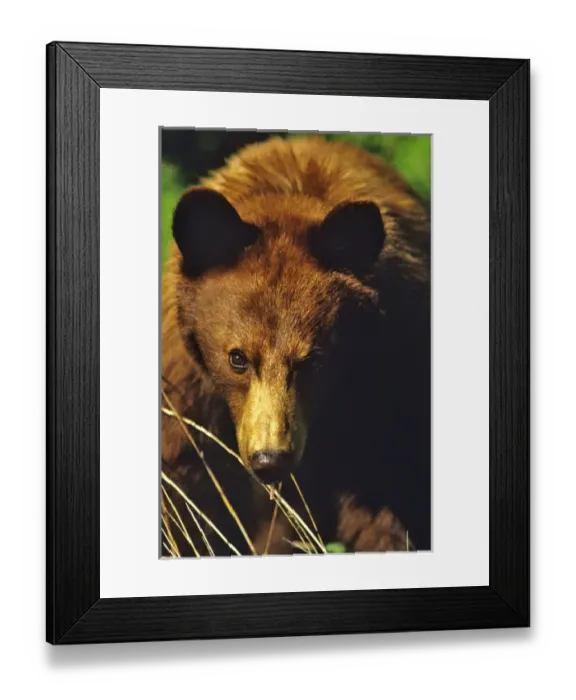 Framed Print : Small Black Bear Feeds in meadow in Waterton Lakes National Park in Alberta Canada Framed Print : Small Black Bear Feeds in meadow in Waterton Lakes National Park in Alberta Canada