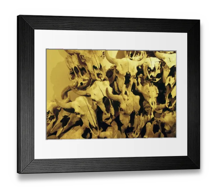 Framed Print : Canada, Alberta, Fort Macleod, Bison skulls at Head Smashed-in Buffalo Jump Framed Print : Canada, Alberta, Fort Macleod, Bison skulls at Head Smashed-in Buffalo Jump