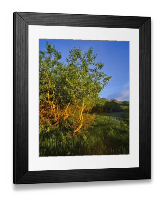 Framed Print : Quaking Aspen Grove along the Rocky Mountain Front in Waterton Lakes National Park in Alberta Framed Print : Quaking Aspen Grove along the Rocky Mountain Front in Waterton Lakes National Park in Alberta