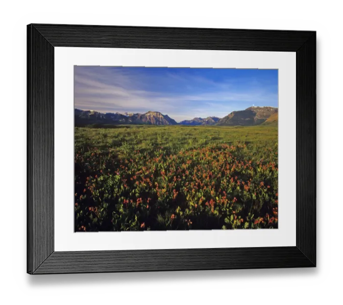 Framed Print : Prairie Smoke wildflowers in Waterton Lakes National Park in Alberta Canada