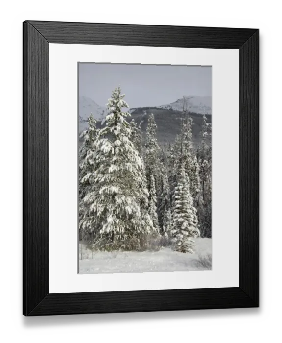 Framed Print : Canada, Alberta, Icefields Parkway. Jasper National Park in winter. Scenic highway